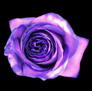 TIN-045-SOFT-PURPLE.png