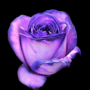 TIN-045A-SOFT-PURPLE.png
