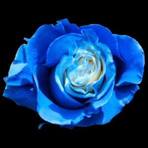 TIN-047-WHITE-E-BLUE.png