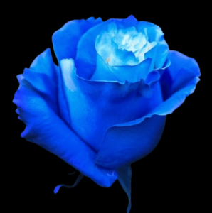 TIN-047A-WHITE-E-BLUE.png