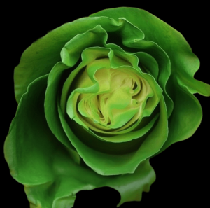 TIN-048-WHITE-E-GREEN.png