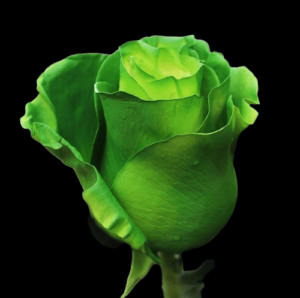 TIN-048A-WHITE-E-GREEN.png