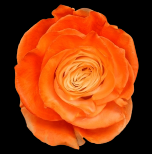 TIN-049-WHITE-E-ORANGE.png