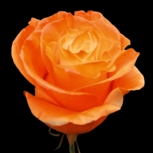 TIN-049A-WHITE-E-ORANGE.png