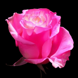 TIN-050A-WHITE-E-PINK.png