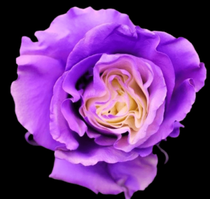 TIN-051-WHITE-E-PURPLE.png