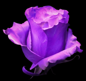 TIN-051A-WHITE-E-PURPLE.png