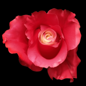 TIN-052-WHITE-E-RED.png