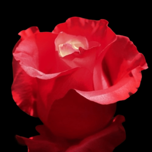 TIN-052A-WHITE-E-RED.png