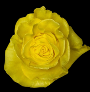 TIN-053-YELLOW-GIRL.png