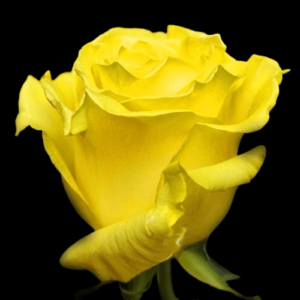 TIN-053A-YELLOW-GIRL.png