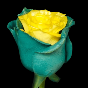 TIN-054A-YELLOW-STAR.png