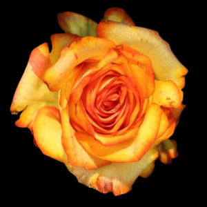 TIN-055-YELLOW-SUNSET.png