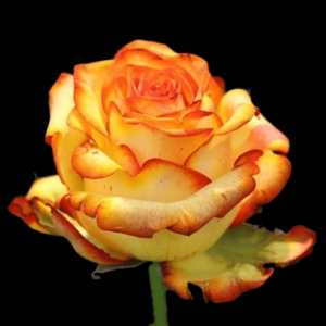 TIN-055A-YELLOW-SUNSET.png