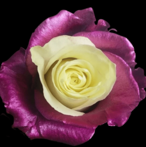 TIN-068-MULTICOLOR-1.png