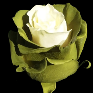 TIN-069-MULTICOLOR-2.png