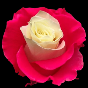 TIN-070-MULTICOLOR-3.png