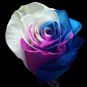 TIN-072-MULTICOLOR-5.png