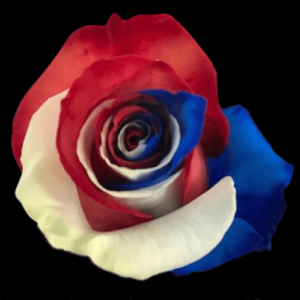 TIN-073-MULTICOLOR-6.png