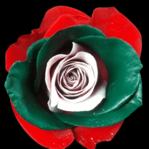 TIN-074-MULTICOLOR-7.png