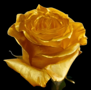 TIN-076-SOLIDO-2.png