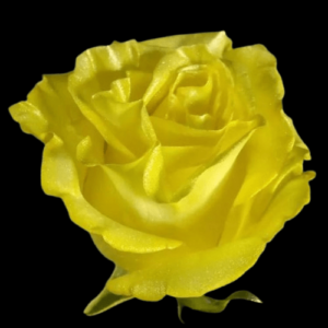 TIN-078-SOLIDO-4.png