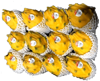PITAHAYA-CAPUCHONES-PNG-copia-1.png
